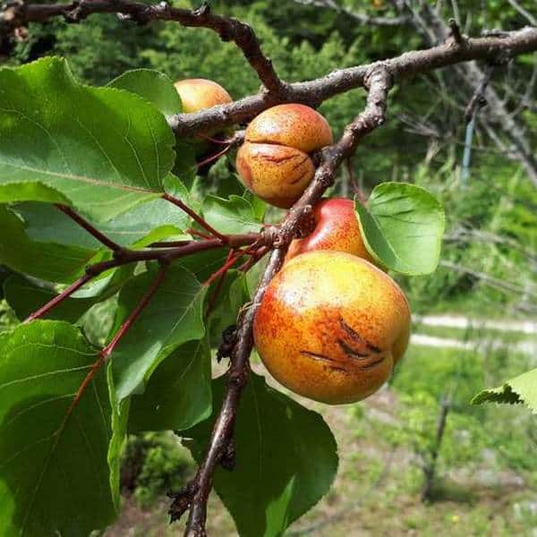 jardin abricots